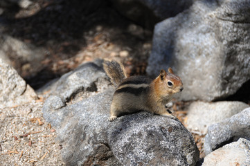 Naklejka na ściany i meble Squirrel on the rocks, California