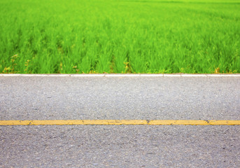 Roadside view and rice filed