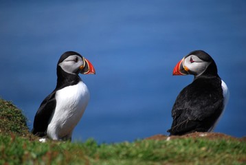 Fototapeta na wymiar two puffins looking at each other