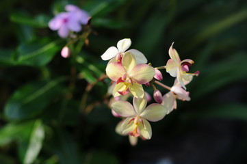 Pink-yellow orchid in dark background 