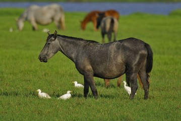 PN Doñana caballo marismeño