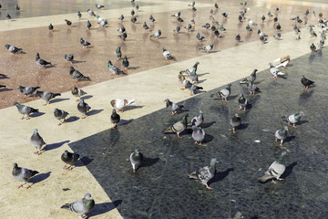 Fototapeta premium A flock of pigeons standing in a public square ground and waiting to be fed.