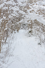 Snowy Winter Scene