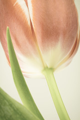 Tulip with muted color photo filter