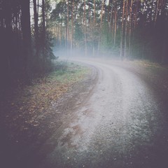 Leśna droga © Wojciech Piejko