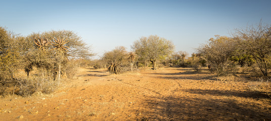 Aloe Vera Trees Botswana Africa