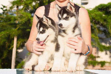 Portrait of a Siberian Husky puppy walking in the yard.