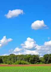 Obraz premium Summer Nature Landscape