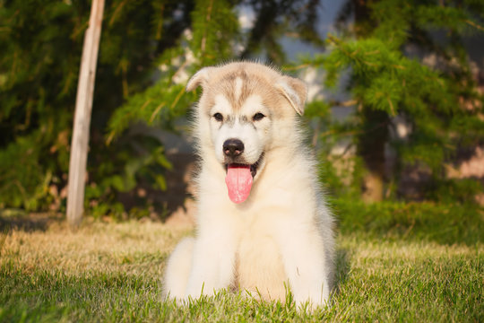 Portrait of a Siberian Husky puppy walking in the yard.