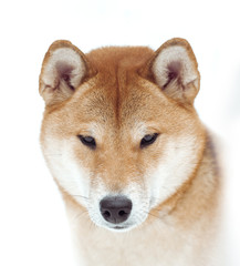 Shiba inu face closeup on white background