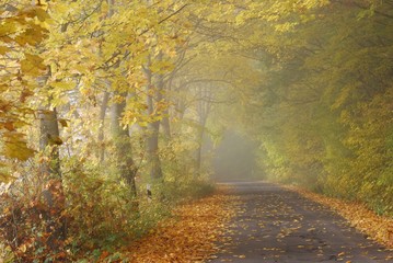 Herbstliche Straße