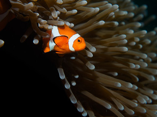 Naklejka na ściany i meble Coral Reef Clownfish