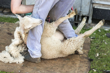 Man shearing sheep by hand