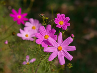 Fototapeta premium Kosmeya różowe kwiaty w zbliżenie łąka. Natura