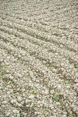 Furrows in a field agriculture