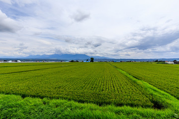 green field in hokkaido