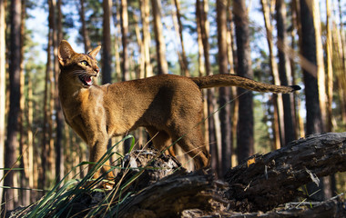 Abyssinian cat walking in park, meowing