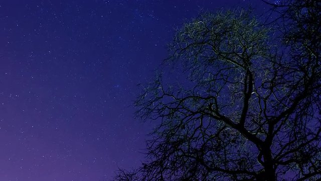 timelapse of a starry sky behind an old oak tree during winter