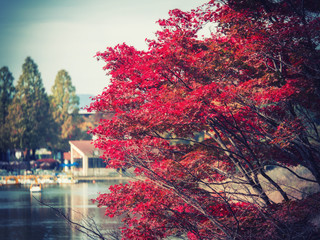 Red maple autumn leaves at Tokyo / vintage style