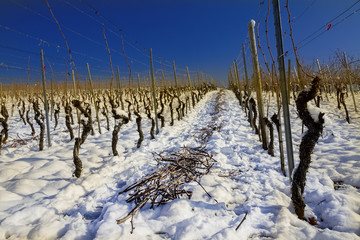 Rebschnitt im Winter