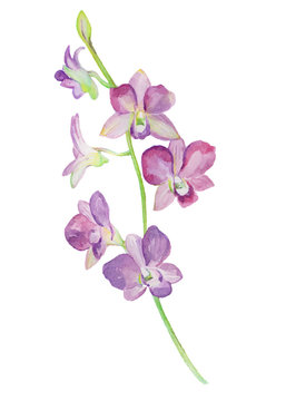 Watercolor illustrations of orchid flower isolated on white background.