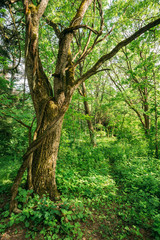 Summer deciduous forest tree wood