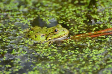 
Frosch