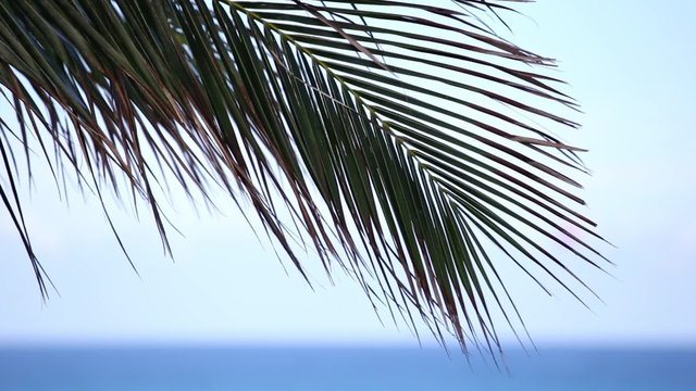 Palm tree leaf closeup against turquoise caribbean sea water. Tropical summer vacation concept