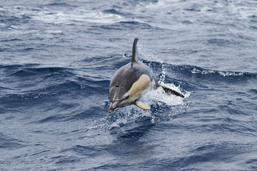Common doplhin jumping in the ocean