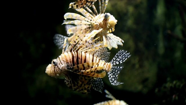 fish lionfish Pterois mombasae