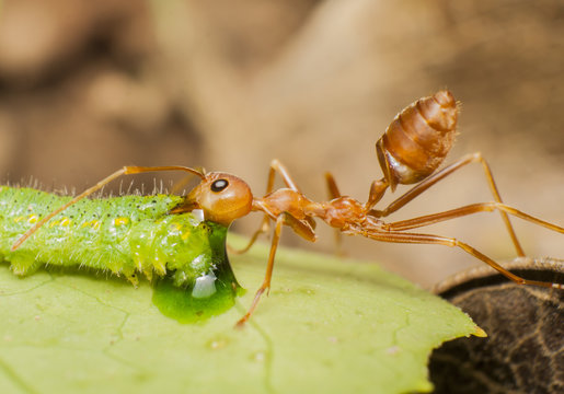 Ants carry worm on leaves