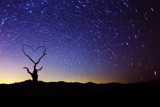 Heart shape of dead tree with star trails movement at night sky.