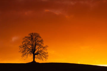 Fototapeta na wymiar Lonely tree on the hill at sunrise