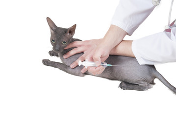 Veterinarian treating a sphinx cat (on white)