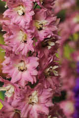 violet consolida flowers