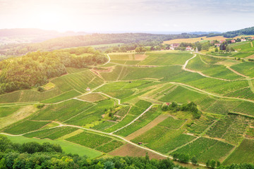 Fototapeta na wymiar Panorama of vineyards in France.