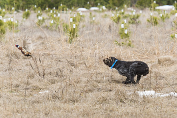 Hunting Dog Chasing a pheasant