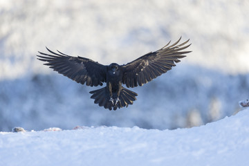 Common raven.