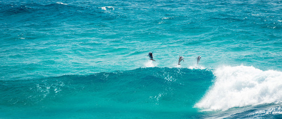 Naklejka premium Pod of Dolphins playing and jumping in the waves off Stradbroke Island, Queensland, Australia