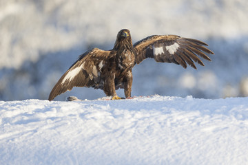 Golden eagle.