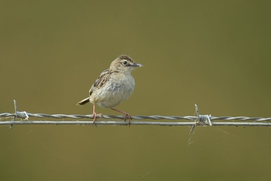 Buitron PN Do&ntilde;ana