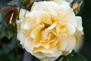 Yellow Rose on the Branch in the Garden