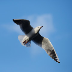 Black-headed Gull, Chroicocephalus ridibundus