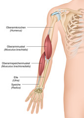 Anatomie Musculus brachialis ,- brachioradialis