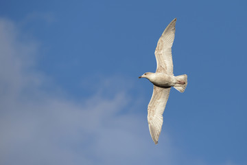 European Herring Gull, Larus argentatus