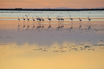 Greater flamingos (Phoenicopterus ruber) in a lake at sunset, Camargue, France, Europe