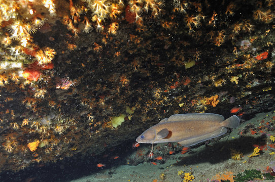 Larger Forkbeard (Sphycis phycis) swimming in the Mediterranean Sea, Riou Island, Marseille, France, Europe
