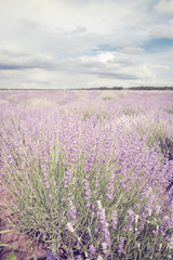 Fototapeta na wymiar Lavender flower field, cloudy sky