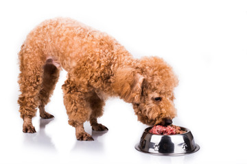 Poodle dog enjoying her nutritious and delicious raw meat meal