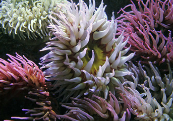 Fototapeta na wymiar Closeup of Colorful Sea Anenomes